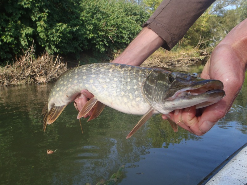 Ouverture de la pêche du Brochet - Fédération de pêche de Saône-et-Loire
