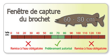 Pêche des carnassiers pendant la fermeture de la pêche du brochet? -  Fédération de pêche de Saône-et-Loire